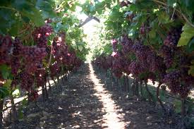 Crimson Seedless Grape Crop Grape Plant Grape Vines Grapes