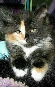 Baby Black And Orange Kitten Orange Black Cat Chat Gato Adorable Catlover Catpassion Kitten Cute With Images Cats Pets Kittens Cutest