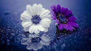 Water drop with refractions are normally seen on flowers and leaves. Purple Flower White Flower Droplets Water Drops Reflected Raindrops Hd Wallpaper Wallpaperbetter