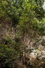 Image result for Diospyros natalensis