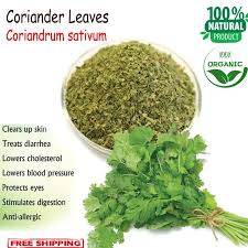 Image result for Coriandrum sativum