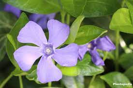 Growing Periwinkle Vinca Minor How To Care For This Ground Cover Plantopedia
