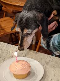 Crusoe the Celebrity Dachshund