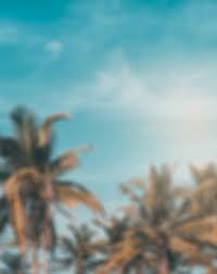 Blue is a favorite color of westerners. Beautiful Blue Sky Background With Coconut Tree Stock