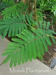 Image result for Acacia ataxacantha