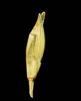 Image result for Acroceras amplectens