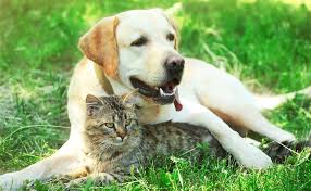 Keeping Your Pet Cool this Summer | Casey & Cranbourne Veterinary Hospital | Cranbourne Vets | Vets South East Melbourne