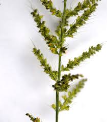 Image result for Setaria homonyma