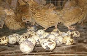 Hutang biduk belum langsai, hutang pengayuh datang pula. Analisis Usaha Budidaya Ternak Burung Puyuh 100 Ekor Website Hewan