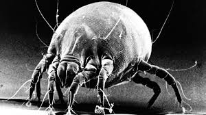 Image result for Dust mite