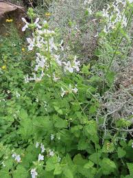 Image result for Stachys aculeolata