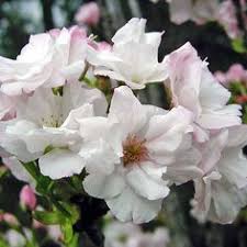 These shrubs can be dwarf columnar trees or bushes of varying sizes and are usually evergreen plants. 12 Trees For Small Yards Ideas Plants Buy Trees Online Trees Online