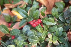 Image result for Galenia procumbens