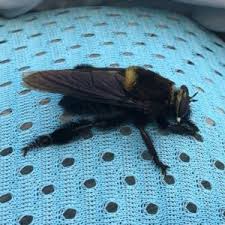 Big black bumble bee looking bug. Bumblebees Texas Apiary Inspection Service Tais