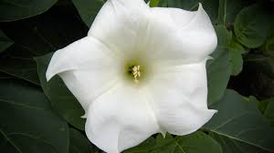 This was originally posted on the stubbornly crafty blog on november 22, 2015. Moonflower Plant Care Growing Guide