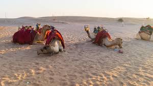 And he won't plough,' said the ox. Camel Riding And Sand Dune Surfing In Dubai My Desert Safari