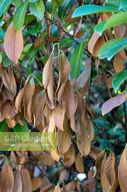 A cherry laurel planted on its own can be pruned in various ways. Damages Of Verticill Stock Photo By Thomas Alamy Image 1372306