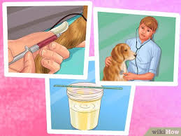Some of the signs that it's time to say goodbye to a dog with cancer include: 3 Ways To Diagnose Prostate Disease In Intact Male Dogs Wikihow Pet