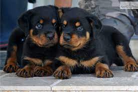 You can expect your rottie to grow to around 75 to 105 pounds (35 to 48 kilograms) for a female, and 110 to 130 pounds (50 to 60 kilograms) for a. Free Download Adopt Rottweiler Puppy The Dog Wallpaper Best The Dog Wallpaper 900x600 For Your Desktop Mobile Tablet Explore 45 Free Rottweiler Wallpaper For Computer Rottweiler Screensavers And Wallpaper