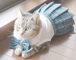 It S A Tumblr About What If Cats Wore People Clothes By Joe And Natalie Thanks Tumblr Cats Cats And Kittens Animals