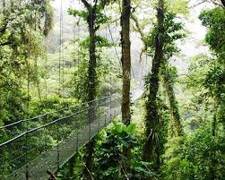 Rainforests Of Costa Rica Costa Rica Vacation Costa Rica Travel Visit Costa Rica