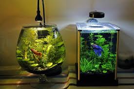 Betta Fish Tank Setup Ideas That Make A Statement Spiffy Pet Products Betta Fish Bowl Betta Aquarium Betta Fish Tank