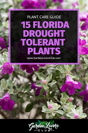 The cultivar 'color wheel' adds variable interest with flowers that change from white to purple throughout the day. 15 Florida Drought Tolerant Plants Photos Heat Tolerant Plants Drought Tolerant Plants Florida Native Plants