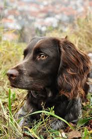 Der deutsche wachtelhund selbst ist ein sehr vielseitiger jagdgebrauchshund. Deutscher Wachtelhund 2 Foto Bild Tiere Haustiere Hunde Bilder Auf Fotocommunity