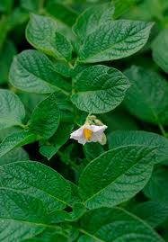 Image result for Solanum giganteum