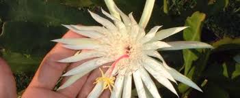 Keikis grow much faster than real orchid babies. Epiphyllum Species Climbing Cactus Hooker S Orchid Cactus Nightblooming Cactus Epiphyllum Hookeri