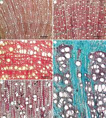 Image result for Oldenlandia echinulosa