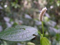 Image result for Piper capense