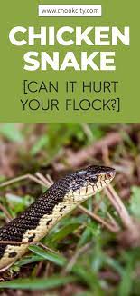 Chicken Snake Can It Hurt Your Flock Beginner Backyard Chickens Raising Backyard Chickens Chicken Facts