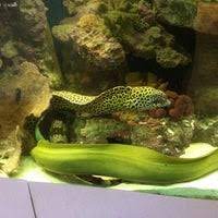 Maybe you would like to learn more about one of these? Seascape Aquarium Pet Center Gulf Gate Sarasota Fl