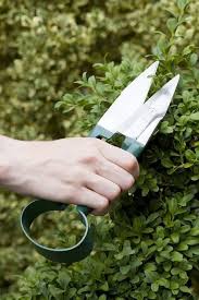 Cloche Aus Draht Gartenzauber In 2020 Gartentipps Gartenarbeit Im Februar Buche Baum