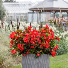 Image result for Begonia horticola