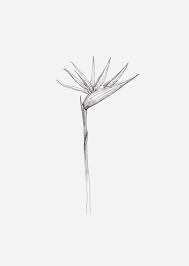Tattoo Bird Of Paradise Strelitzia 25 New Ideas In 2020 Bird Of Paradise Tattoo Paradise Tattoo Black Bird Tattoo