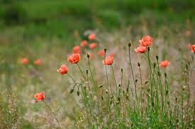 Image result for Papaveraceae