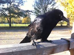krahe socke auf dem birkenhof krahe birke rabe
