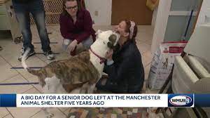Dogs who are old enough have been heartworm tested and spayed or neutered. 10 Year Old Dog Finds Forever Home After 5 Years At Manchester Animal Shelter