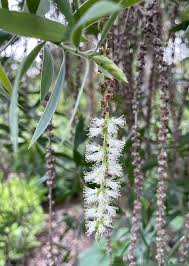 Image result for Melaleuca leucadendron