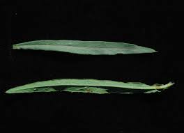 Image result for Vernonia griseopapposa