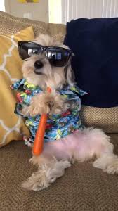 Dog in sunglasses eating a carrot