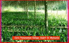 Sebuah perkebunan kelapa sawit yang berhasil adalah yang mampu menghasilkan buah panen dengan kuantitas tepat dan kualitas yang terjamin secara mutu. Cara Penanaman Kelapa Sawit Di Malaysia Yang Betul Kelapasawitnews Com Berkongsi Maklumat Kelapa Sawit Di Malaysia Tanaman Kelapa Petani