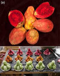 Bareorganics nopal cactus powder description. Nutritional Composition Of The Prickly Pear Opuntia Ficus Indica Fruit Sciencedirect