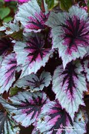 This Rex Begonia Hybrid Needs Partial Shade And I Am Hoping To Find One In My Local Nursery This Spring To Brighten Up My S Pretty Plants Plants Foliage Plants