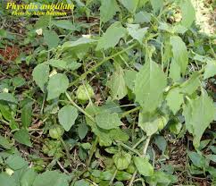 Image result for Physalis angulata