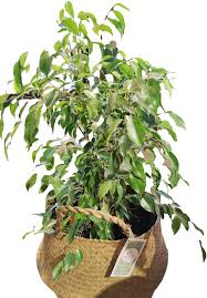 Image result for ficus benjamina en casa