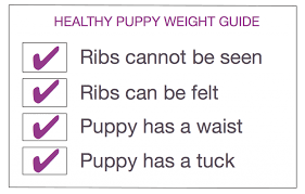 puppy development stages with growth charts and week by week