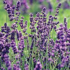 Lavender Patch White Flower Farm Growing Lavender English Lavender